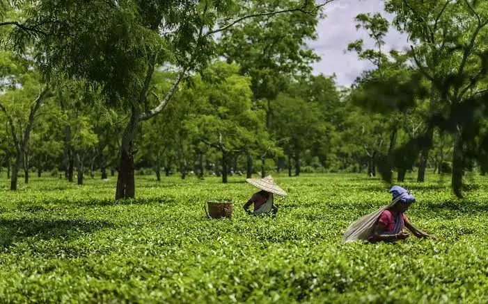 Assam